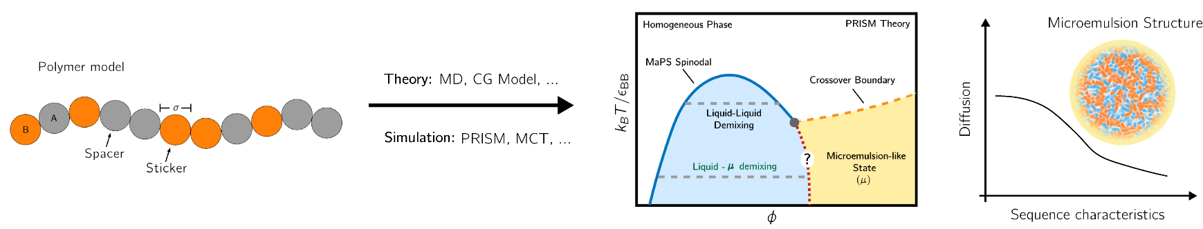 A sticker–spacer polymer model connects molecular sequence to phase behavior, internal condensate domains, and molecular diffusion.